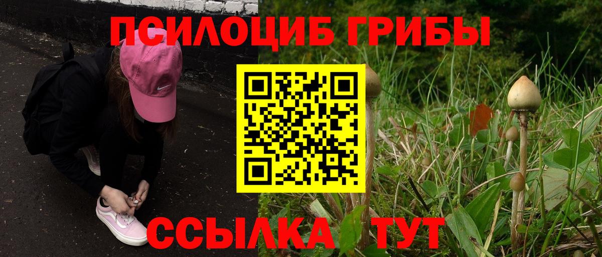 Заволжье  Псилоцибиновые грибы прущие грибы  Вход с VPN 